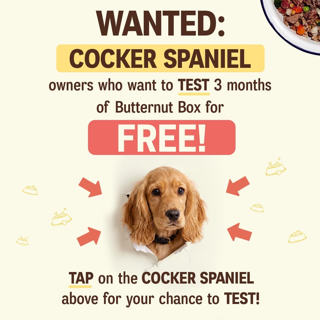 Butternut Box · Offer-First Banner ad
