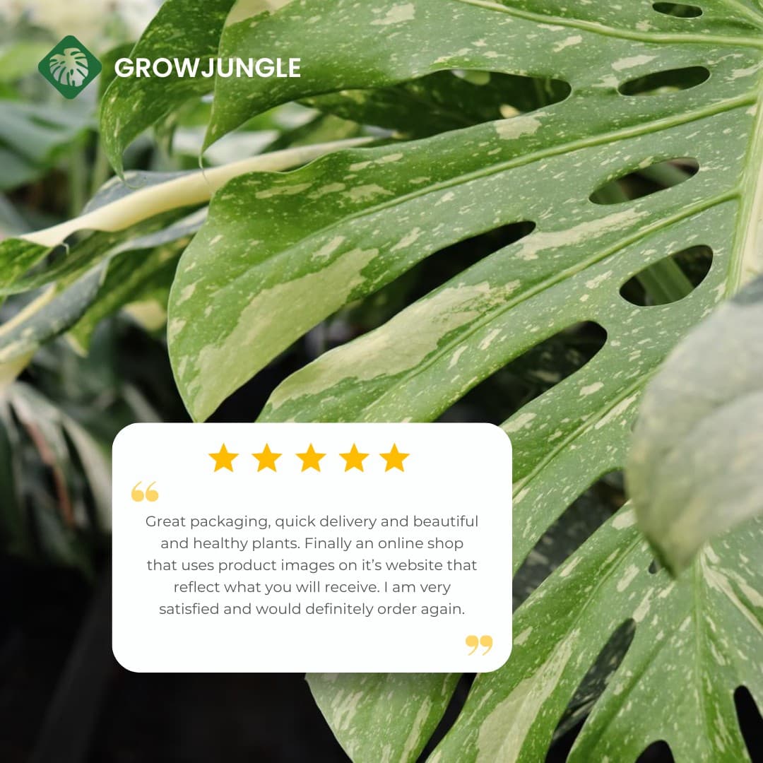GrowJungle · Review ad