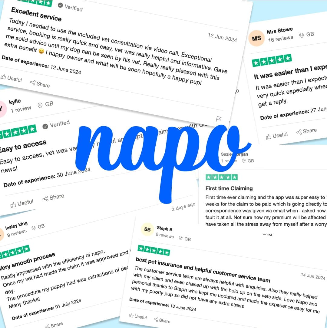 Napo Pet Insurance · Social Proof Mashup ad
