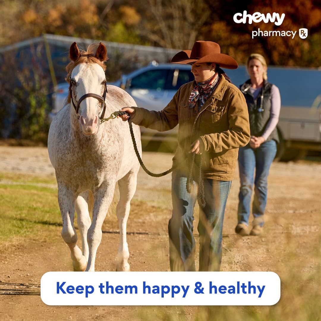 Chewy · Lifestyle Image ad