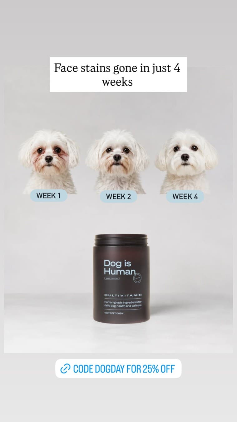 Dog is Human · Before and After ad