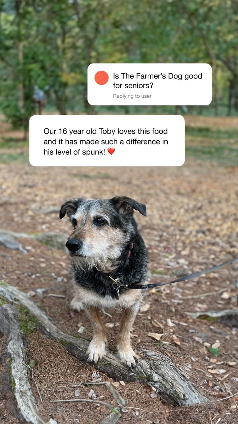The Farmer's Dog · Social Comments ad