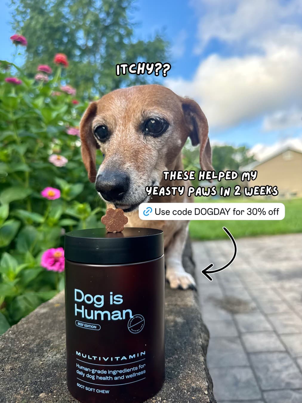Dog is Human · UGC Overlay ad