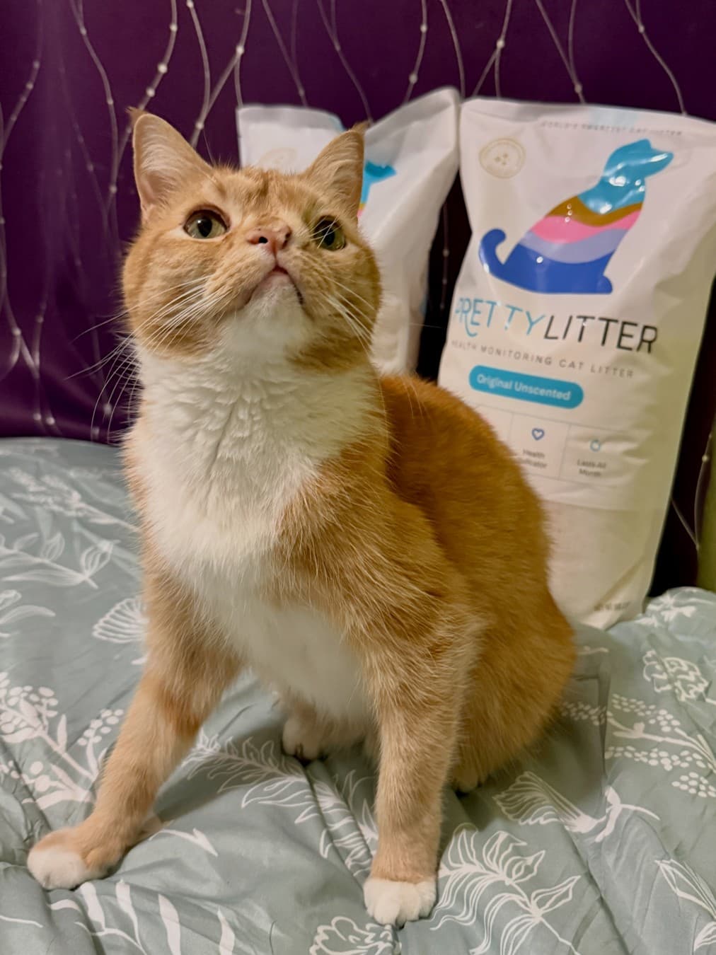 PrettyLitter · Lifestyle Image ad