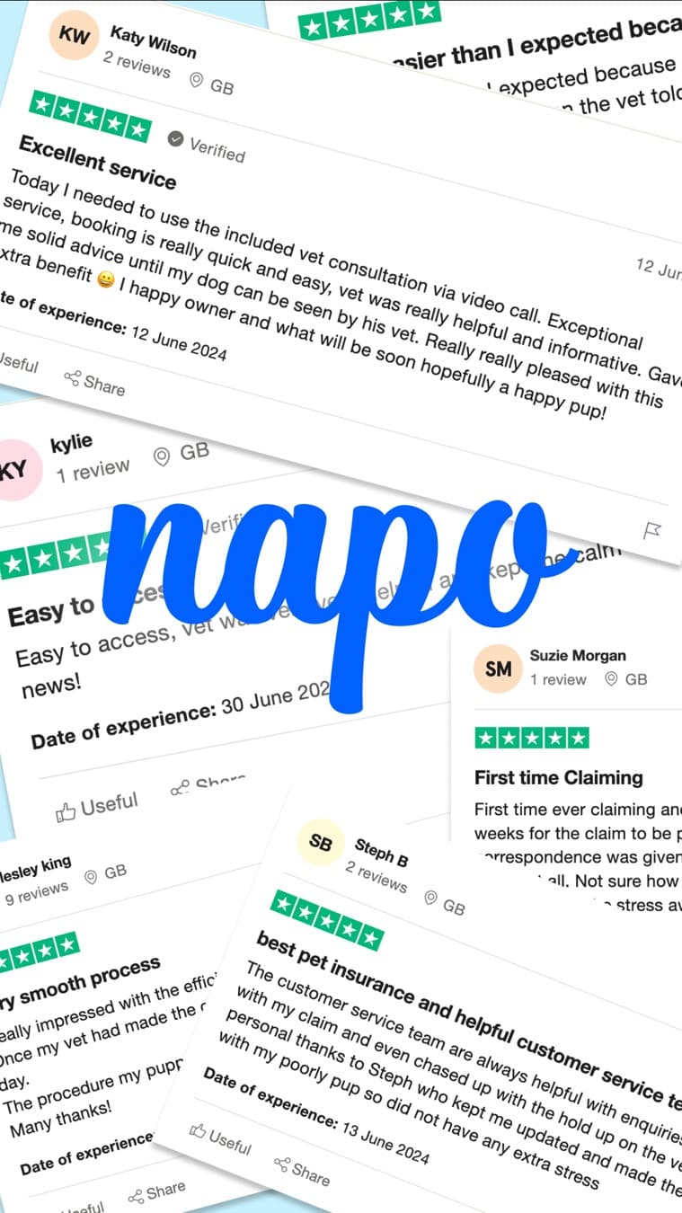 Napo Pet Insurance · Social Proof Mashup ad