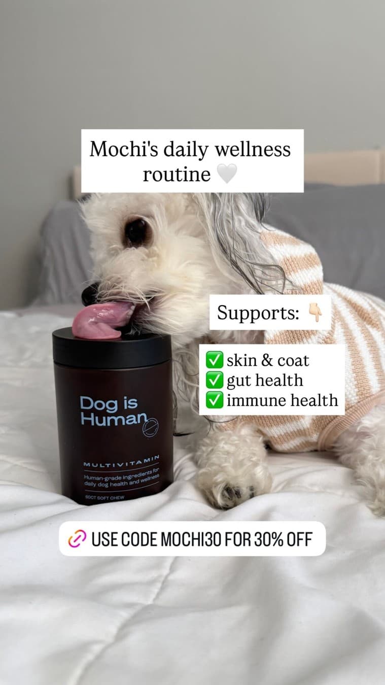 Dog is Human · UGC Overlay ad