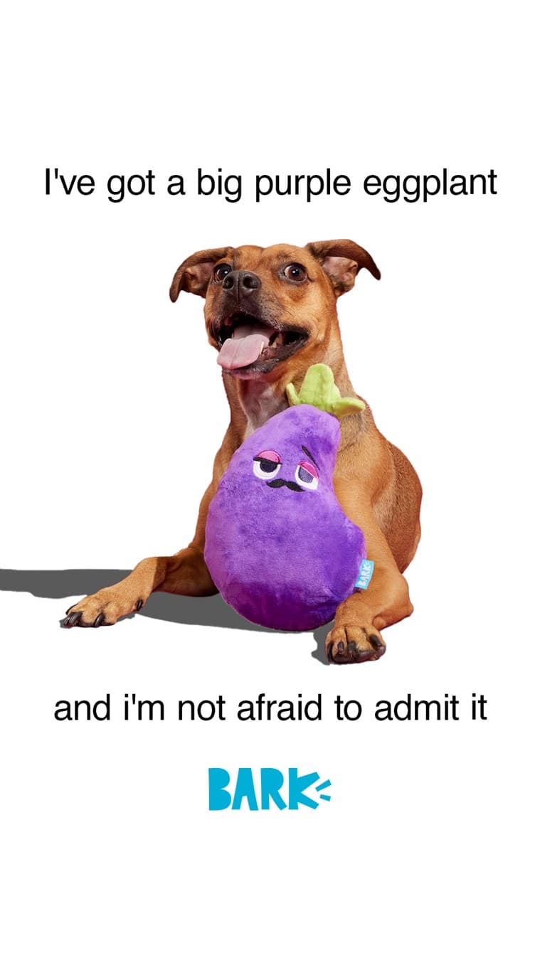 BarkBox · Product Image ad