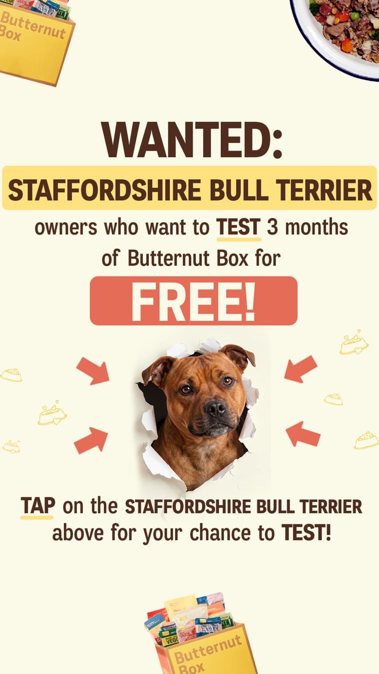 Butternut Box · Offer-First Banner ad